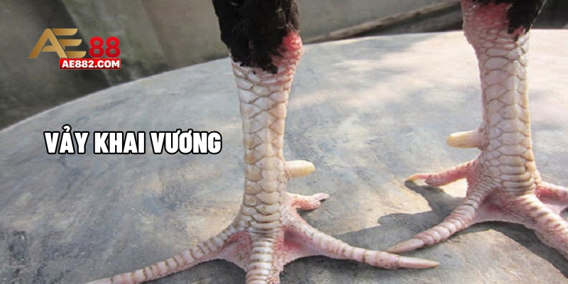 Vảy khai vương